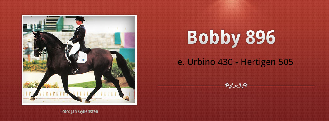 Halvblodshingsten Bobby 896