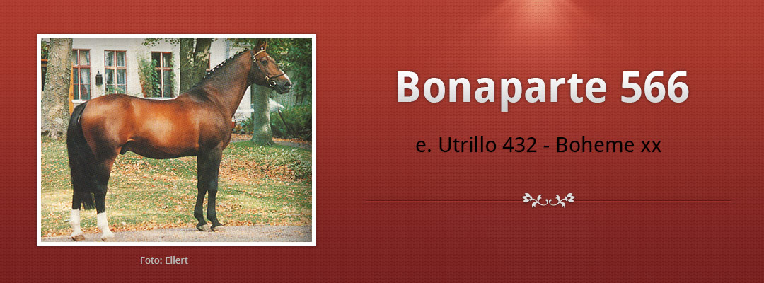 Halvblodshingsten Bonaparte 566