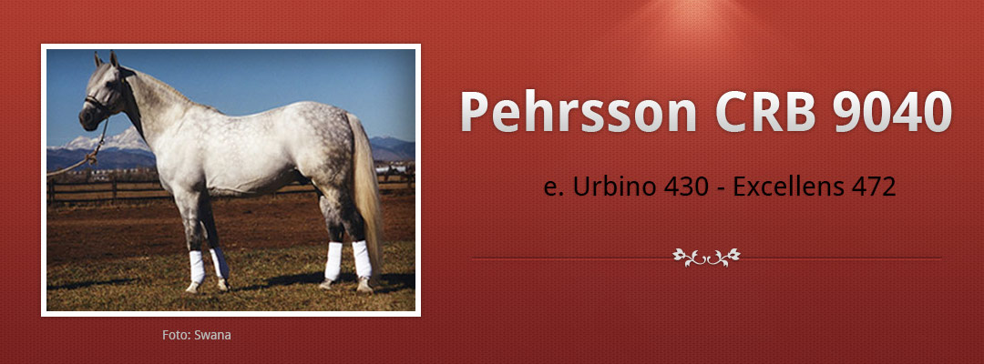 Halvblodshingsten Pehrsson CRB 9040 i USA