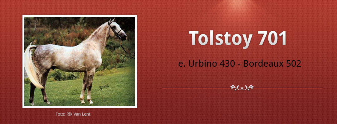 Halvblodshingsten Tolstoy 701
