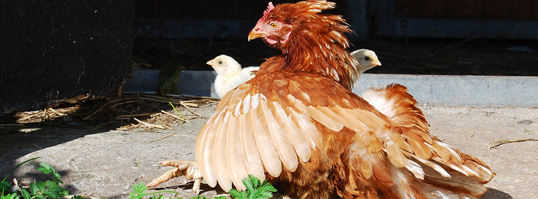 Ruvan med sina kycklingar