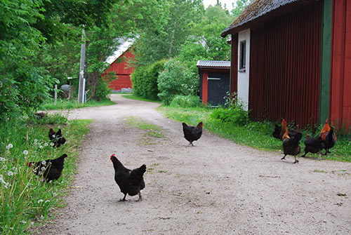 Maranhöns på vift