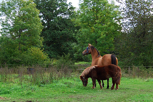 Montana och Freja hemma i hagen