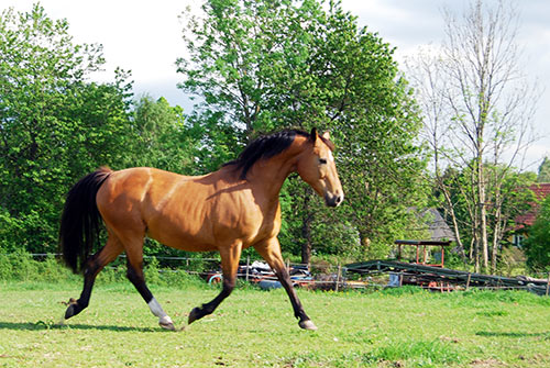 Montana hemma i hagen