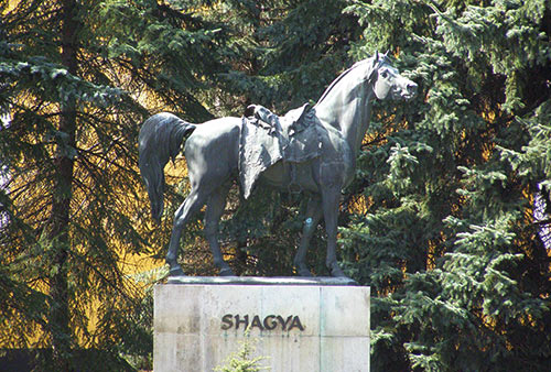 Staty av hingsten Shagya i Babolna