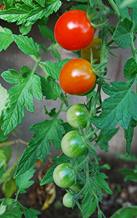 Solvarma tomater