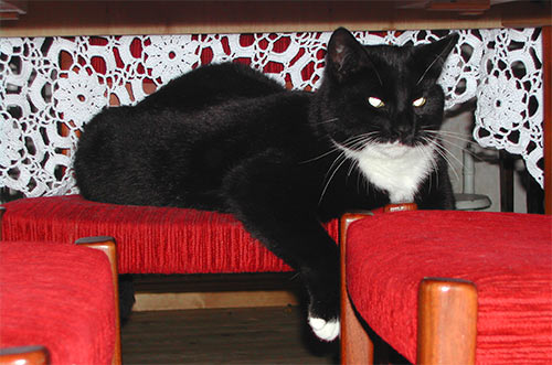 Katten Lilleman